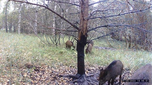 Кабаны косуля и лиса смотреть онлайн