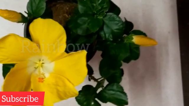 How To Hibiscus Plant Care In Winter/एसी गलती कभी नही करना Hibiscus Plant में फूल नहीं आएगें смотреть онлайн