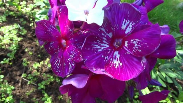 Флокс Хозяйка Медной горы ? обзор, описание, цветение, отзыв смотреть онлайн