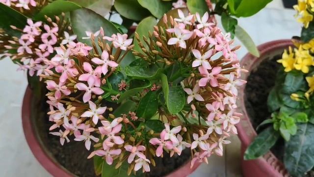 How to grow n care ixora plant, best flowering plant ixora plant, best fertilizer for ixora plant смотреть онлайн