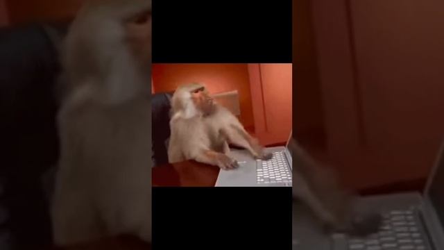 Rcd- Зашел на Авито посмотреть машины 2 часть