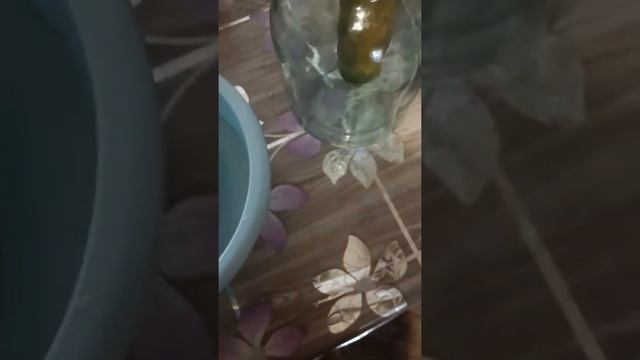 Огурцы как бочковые на зиму