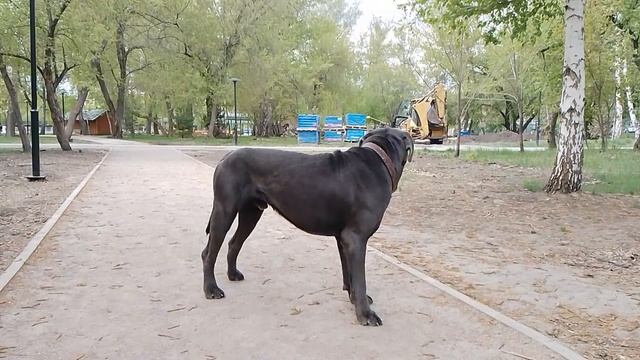 канекорсо)))