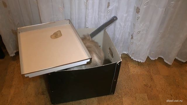 Веселый кот Сева и собака Пуля смотреть онлайн