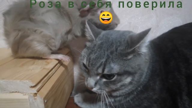 Морская свинка аббисинская и кот смотреть онлайн