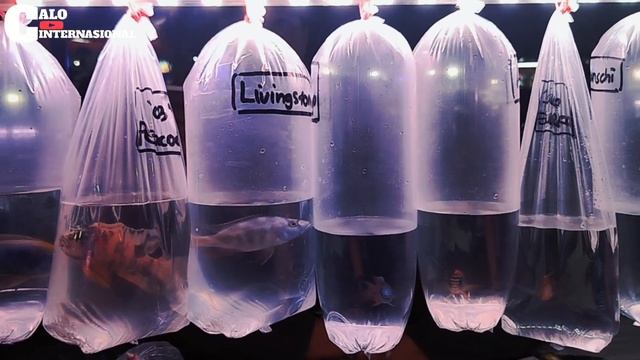 HARGA CILCHID DI PASAR IKAN HIAS JATINEGARA смотреть онлайн