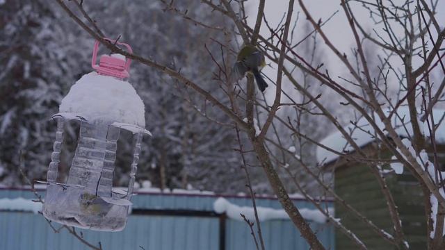 Снегирь VS Синица и еще какие то птицы в моей кормушке в саду. 4K видео полная версия смотреть онлайн
