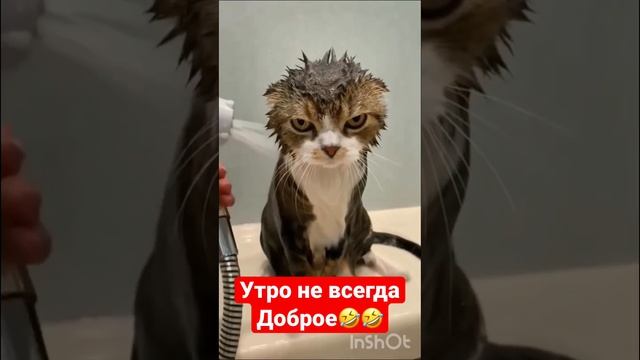 Утро как есть! #животные #animals #приколы #смешныекошки #cat #коты #смех #funnyvideo #кошки смотреть онлайн