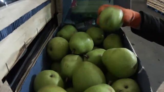 Груша Лукас 85-95 (Голландия) смотреть онлайн