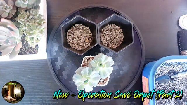 OPERATION SAVE ORPET - PART 2 смотреть онлайн