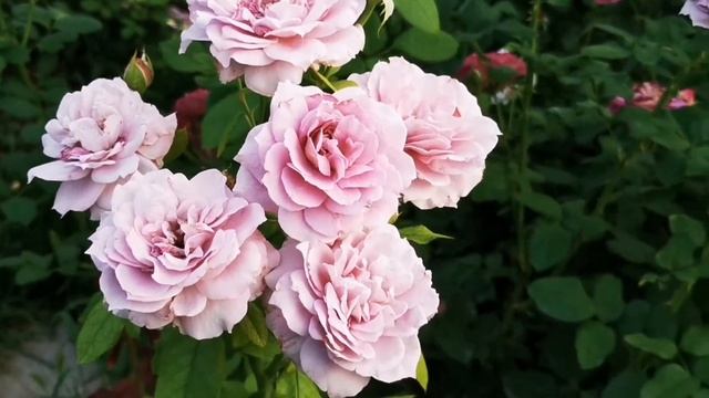 Роза Новалис. Novalis. Kordes Германия 2018. смотреть онлайн