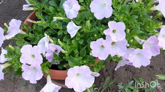 дача 4 сотки,ура всех с летом. смотреть онлайн