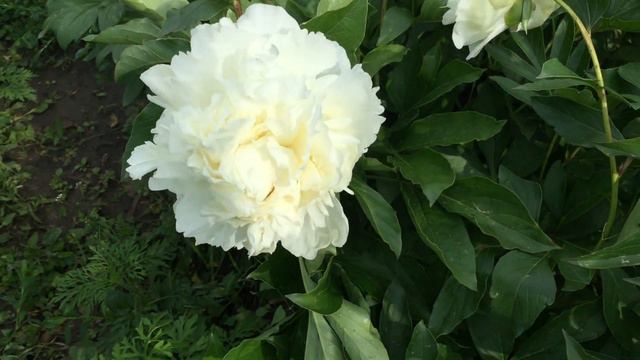 Пион FLORENCE ВOND/Флоренс Бонд