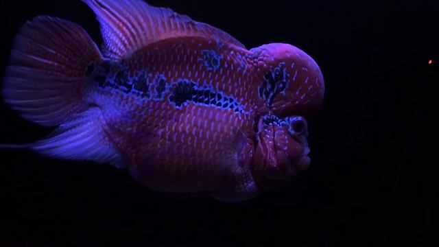 Фловер хорн