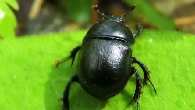 Профессия энтомолог Profession entomologist смотреть онлайн