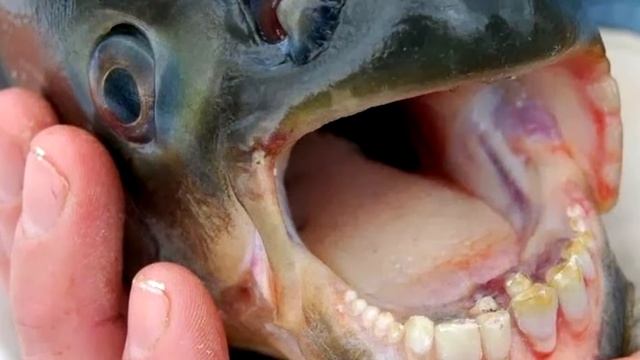 10 САМЫХ УЖАСНЫХ ПАСТЕЙ У ЖИВОТНЫХ смотреть онлайн