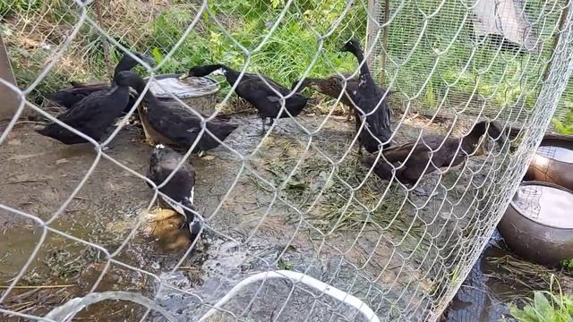 жизнь уток 15 #ducklife #villagelife #duck #утки