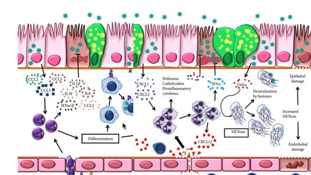 3-5 SARS CoV 2 immune responses - Immunology for first-year Pharmacy students смотреть онлайн