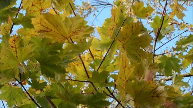 Красота природы. Осень в Ленобласти 2015. смотреть онлайн