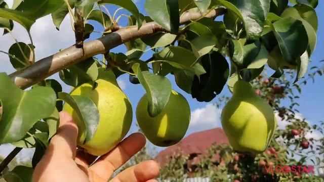 Сорт груши Просто Мария в Московской области. смотреть онлайн