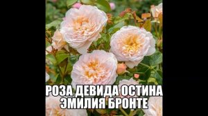 Роза Девида Остина Эмилия Бронте