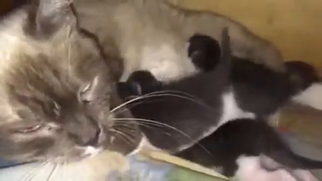 Наша кошка родила четверых котят и одного съела. смотреть онлайн