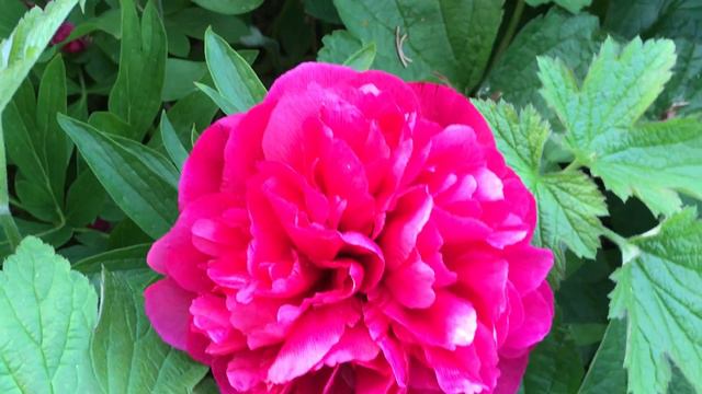 Pivoine herbacée 'Paeonia lactiflora' La fleur se dévoile. смотреть онлайн