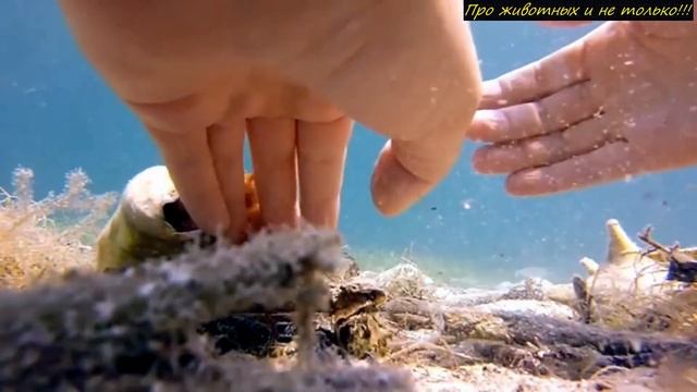 Девушка отпустила спасённого ОСЬМИНОГА! Смотри что ОН сделал в ответ на доброту! смотреть онлайн