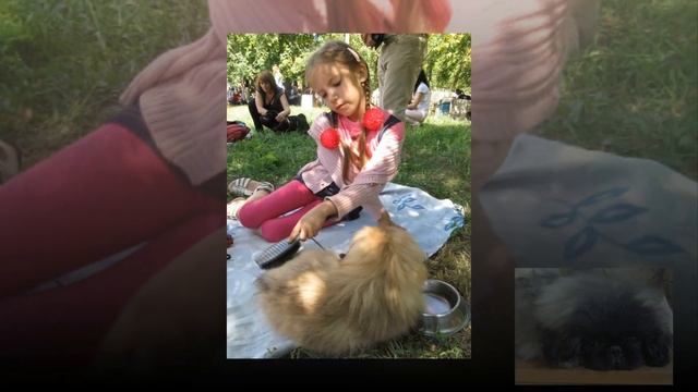 Пекинес. КУПИТЕ МНЕ СОБАКУ! смотреть онлайн