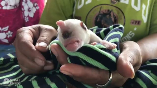 В Таиланде родился щенок-циклоп 02.02.20 смотреть онлайн