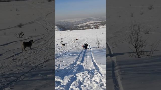 #ватрогонка#отдых#зима#сибирские#хаски#катание на бубликах#пикник#битва за первое место смотреть онлайн