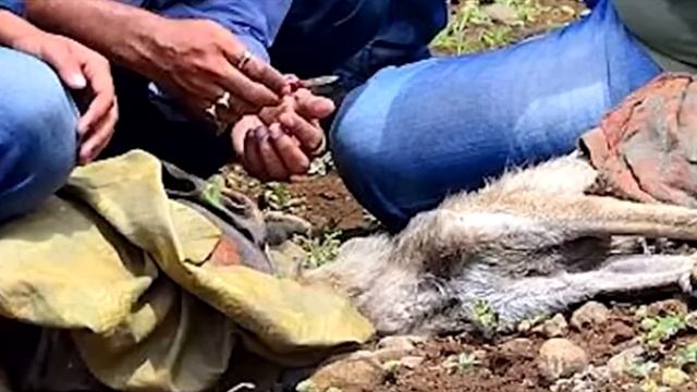 Волчья стая расступилась и к людям вышло ЭТО странное существо. Оно молило о помощи! смотреть онлайн