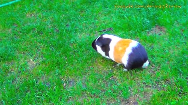 Guinea Pig Noises Loud Squeaking Sounds смотреть онлайн