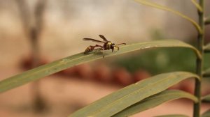 ТОП 10 самых интересных фактов об ОСАХ