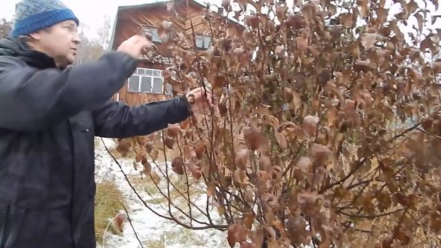 Осенняя заготовка черенков яблони смотреть онлайн