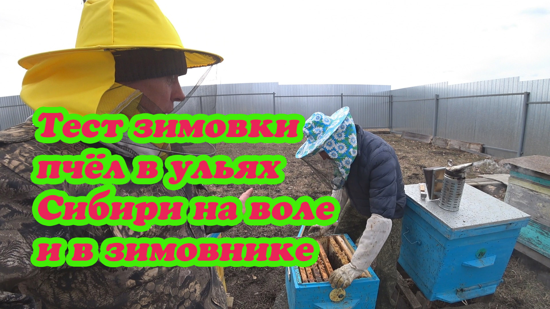 РЕЗУЛЬТАТ ЗИМОВКИ ПЧЁЛ В УЛЬЯХ СИБИРИ НА ВОЛЕ И В ЗИМОВНИКЕ. смотреть онлайн