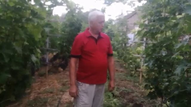 Ранние сорта винограда Велюр и Джованни (видео 8 от 03.09.2021) смотреть онлайн