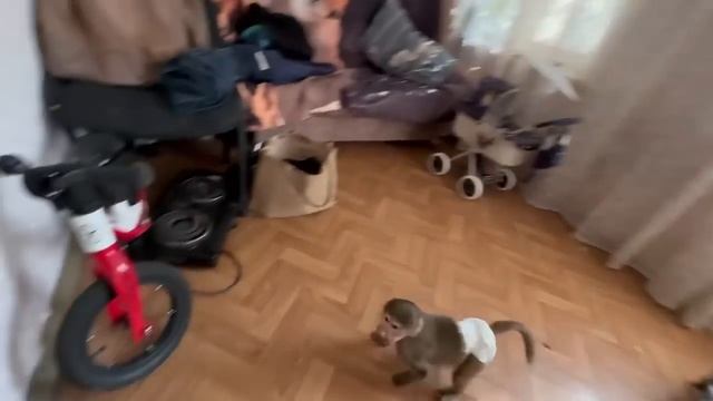 НЕ МОЖЕТ БЫТЬ! К Люське едут сваты! Как встречать? Что надеть? смотреть онлайн