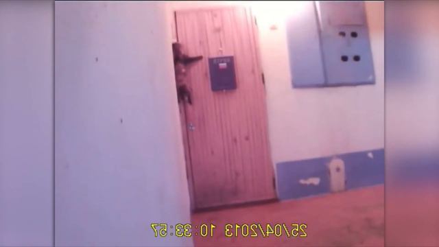 40 Momentos Surpreendentes Flagrados Pelas Cameras смотреть онлайн