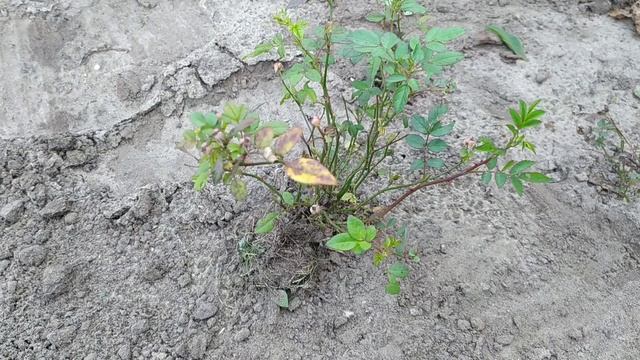 Осенняя пересадка розы многоцветной, вечноцветущей. смотреть онлайн