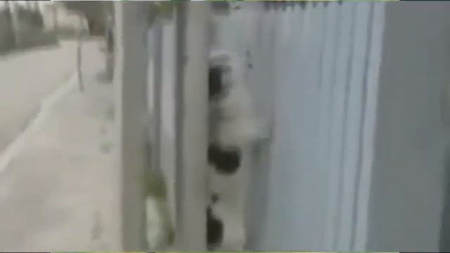 Нам нет преград!!! Необычная собака смотреть онлайн