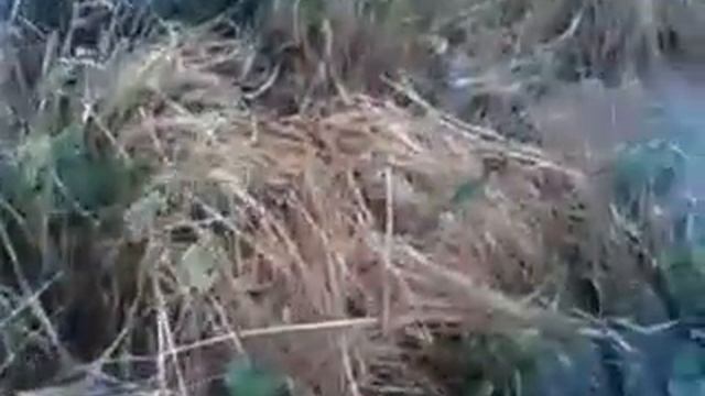 Гербицид Раундап в действии смотреть онлайн