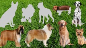 Мультик про собак - какие бывают породы. Развивающие мультики.