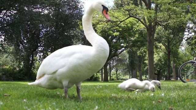 Мама лебедь и лебедёнки смотреть онлайн