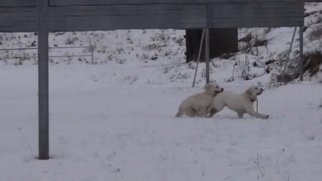 Голдяхи смотреть онлайн