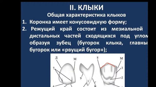 Частная стоматология 01.02.21 - 8:30 смотреть онлайн