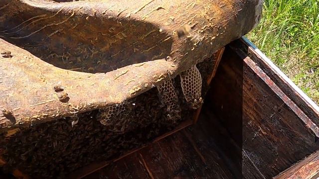 Пчелы тянут языки...