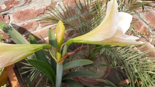 Permanent Flowering Plant\Amaryllus Lilly Summer Care|How to save Amaryllus Bulbs|Happy Earth Day смотреть онлайн