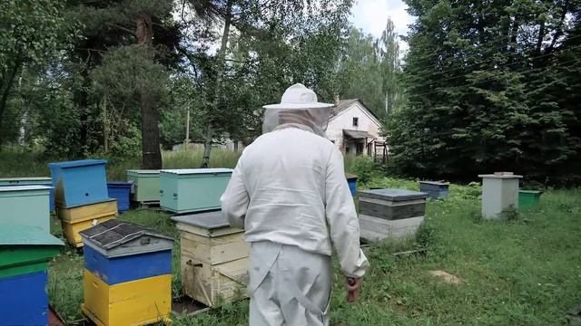 Ревизия городецкого улья