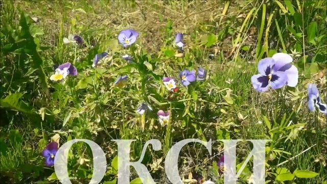 С днём рождения, Оксана! С Днем Рождения, Ксения! смотреть онлайн